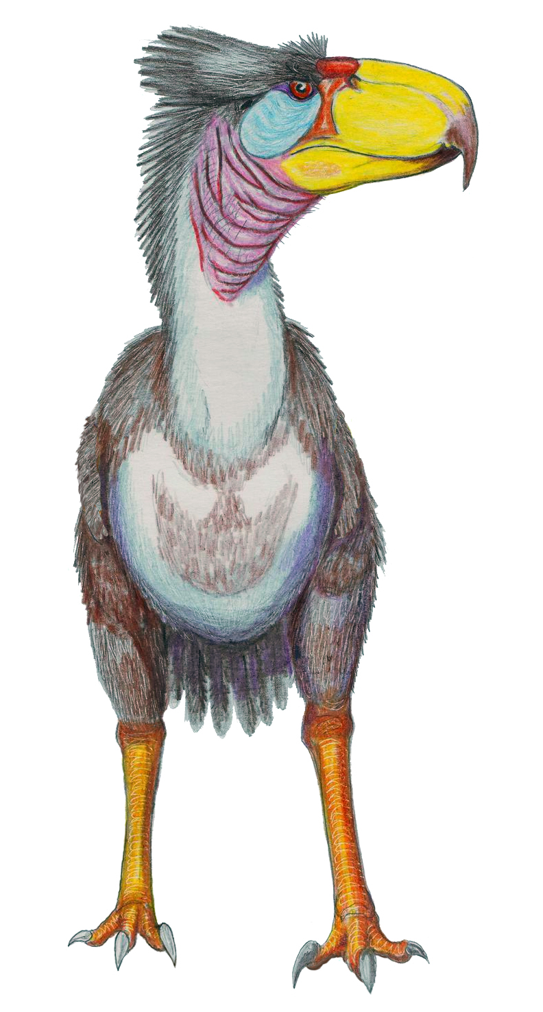 Файл:Life reconstruction of the terror bird Titanis walleri.jpg
