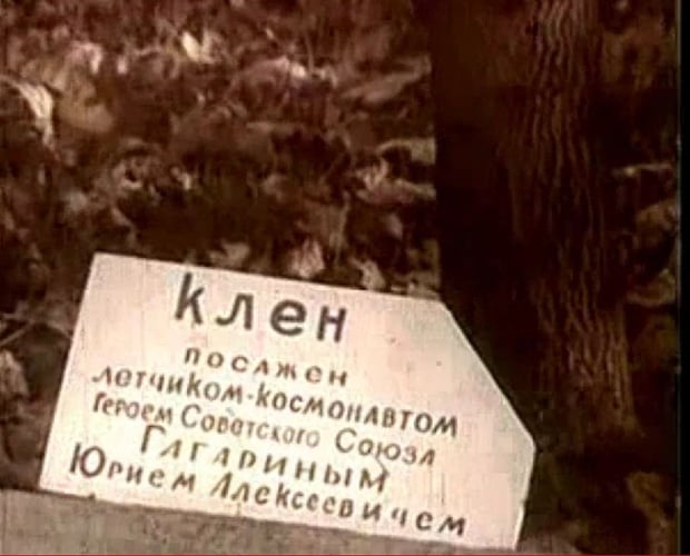 Табличка у клёна, посаженного Гагариным