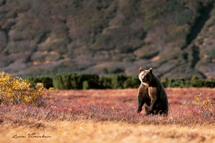 Файл:Фото Лианы Варавской, Кроноцкий заповедник, камчатский медведь 1.jpg
