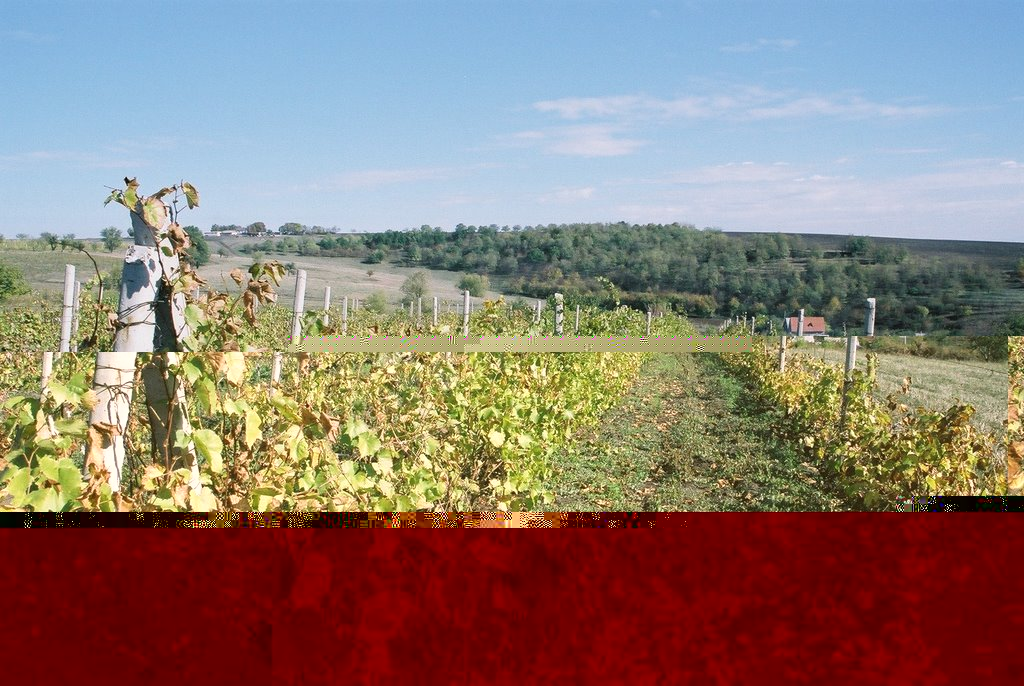 Файл:Ставченские виноградники.jpg