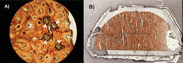 Файл:Polished slabs of dinosaur bone from paleocene ojo alamo 600.jpg