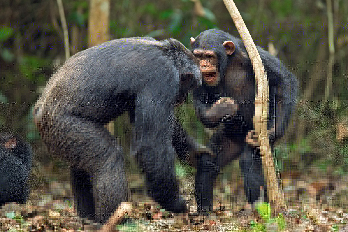 Файл:Primates 4.jpg