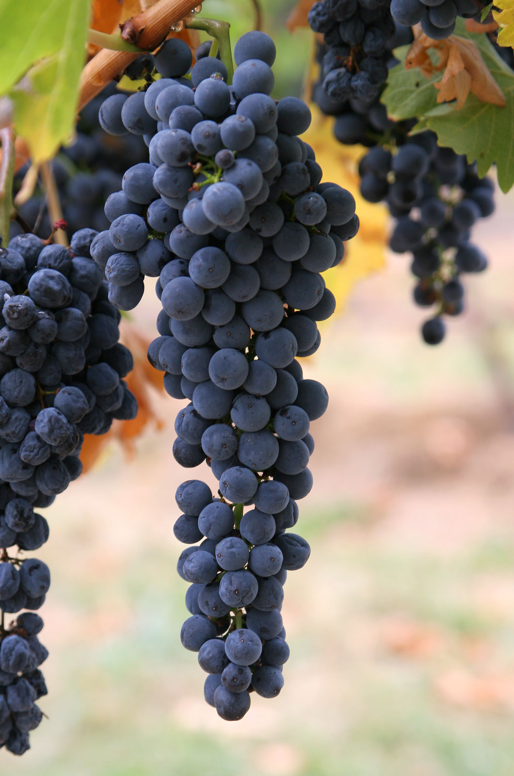Файл:Wine grapes03.jpg