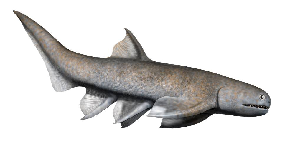 Cheiracanthus murchisoni life restoration.jpg