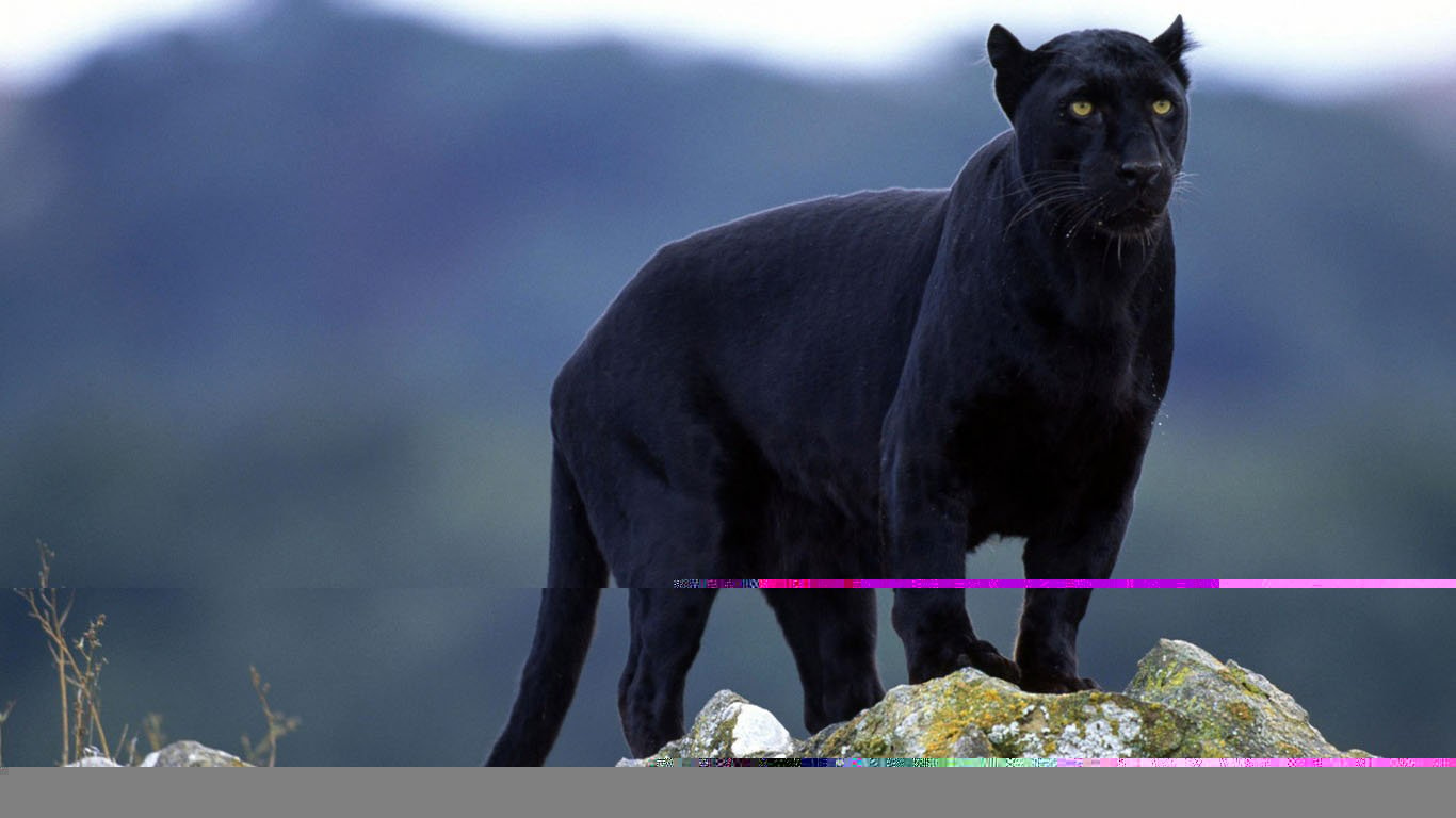 Panther112.jpg