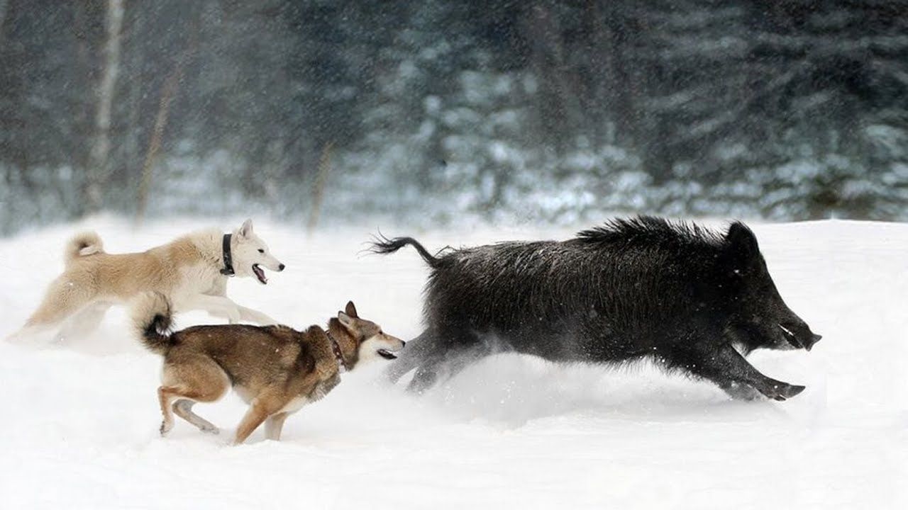 Файл:Ловчие собаки во время охоты на кабана.jpg