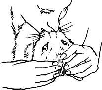 Искусственное дыхание кошке[4]