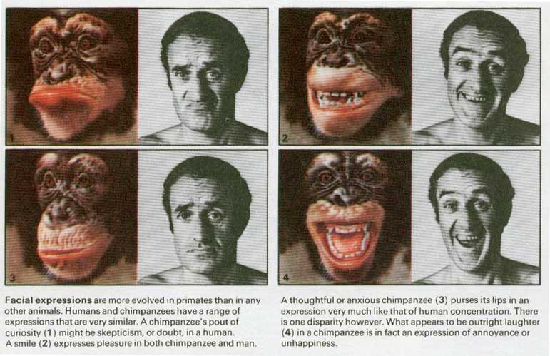 Эмоции человека и обезьяны
