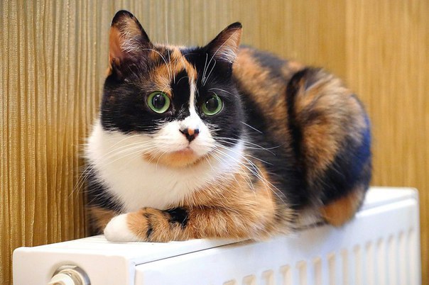 Файл:CookieTheCat.jpg