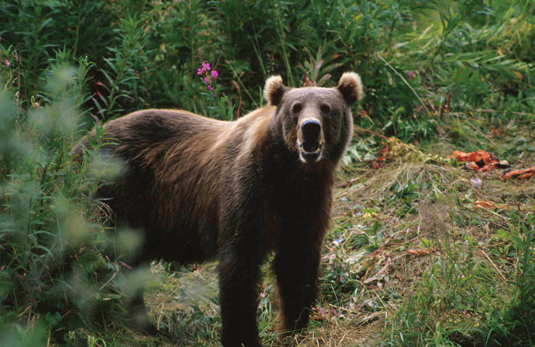 Файл:Kodiak Brown Bear.jpg
