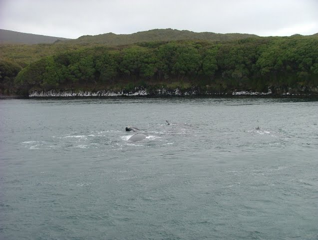 Файл:Whales at Auckland Island.jpg