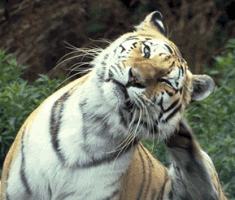 Тигр почесывается задней лапой