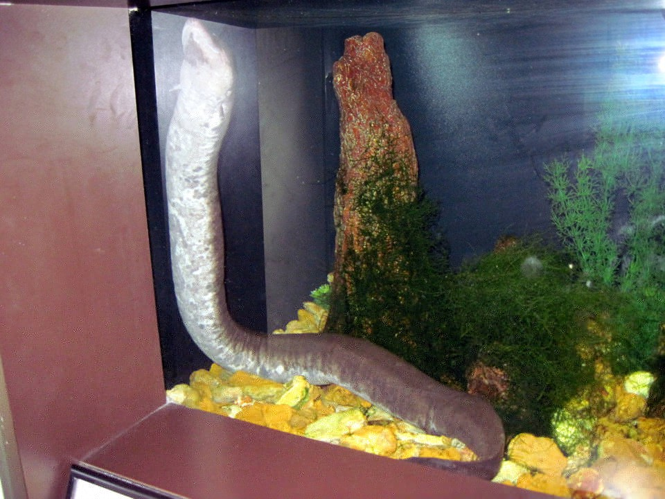 Амфиума в аквариуме 2.jpg
