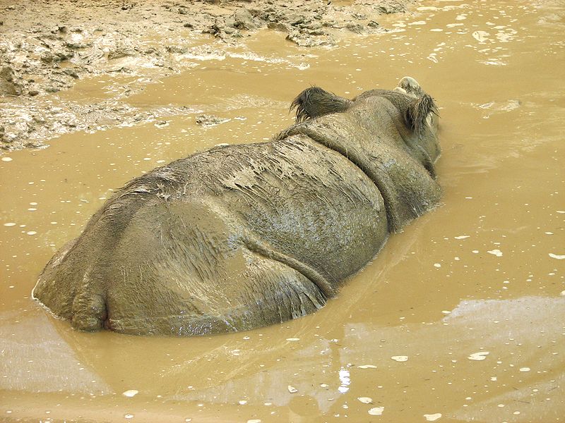 Файл:Sumatran Rhino 001.jpg