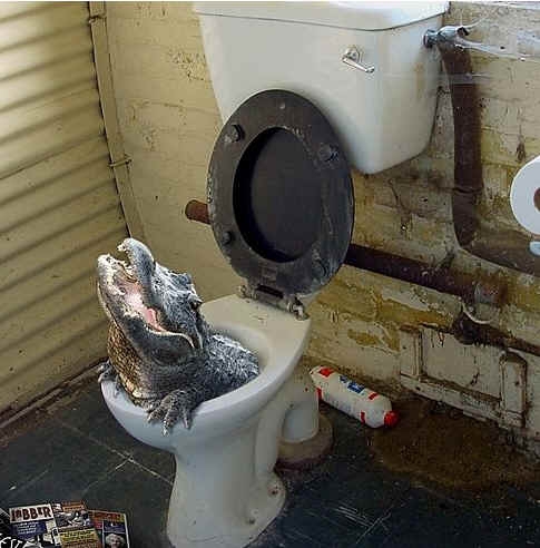 Файл:Alligator toilet d.jpg