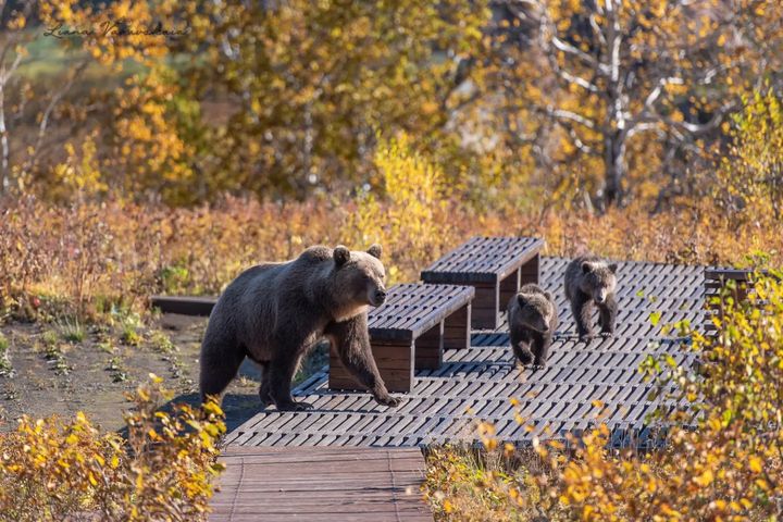 Камчатская медведица с медвежатами