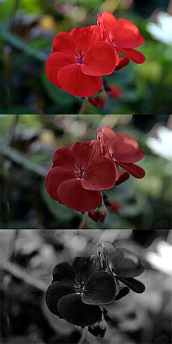 Файл:Red geranium photoic mesopic scotopic.jpg