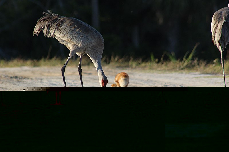 Crane moment - Flickr - Festive Coquette.jpg