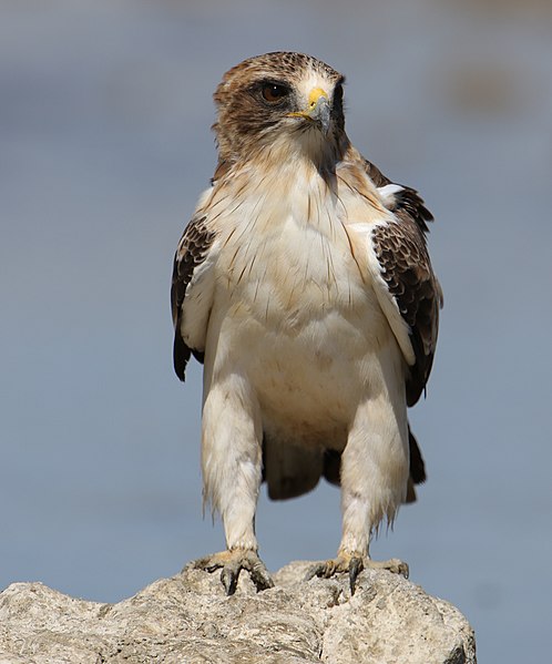 Booted eagle, Hieraaetus pennatus, at Kgalagadi 001 (32334023978).jpg