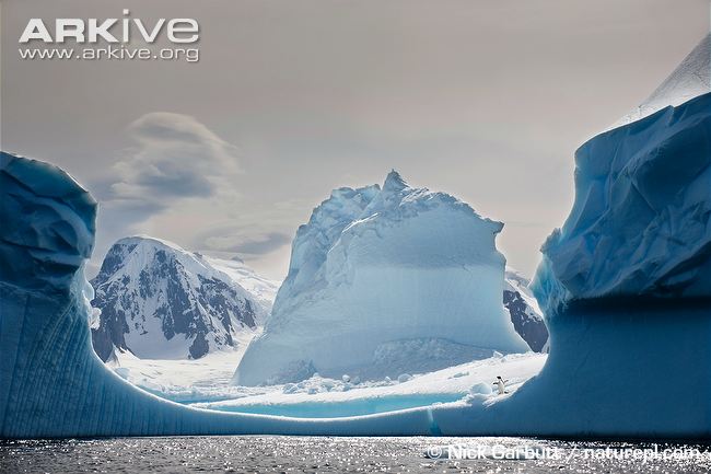 Файл:Iceberg-and-mountains-on-the-Antarctic-Peninsula.jpg