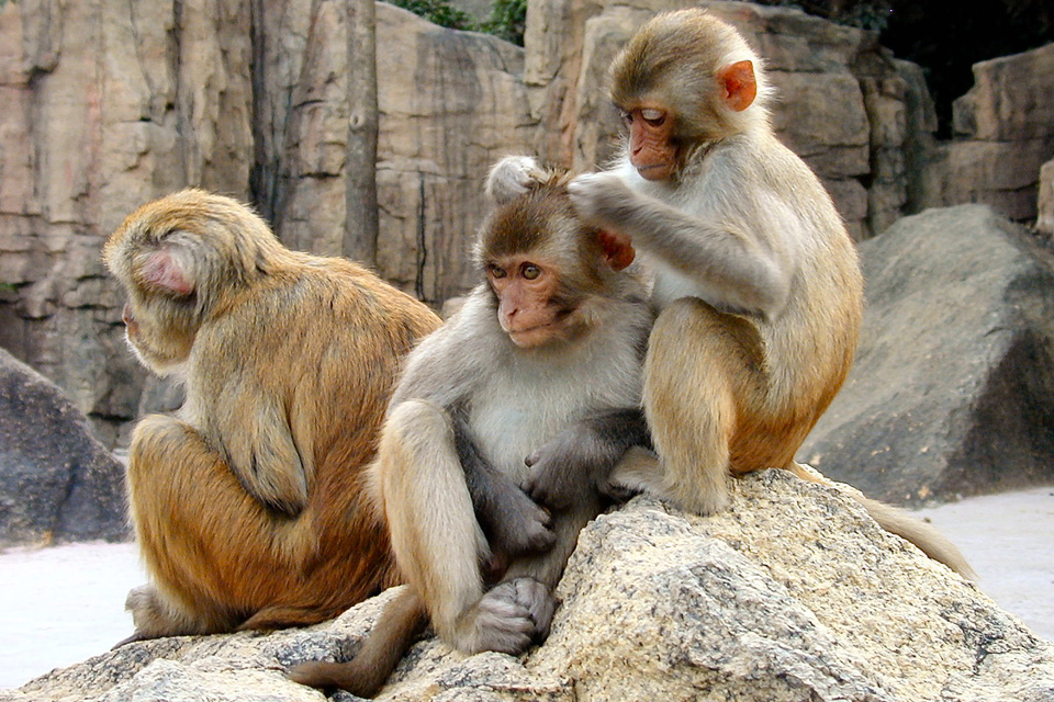 Файл:Primates 3.jpg