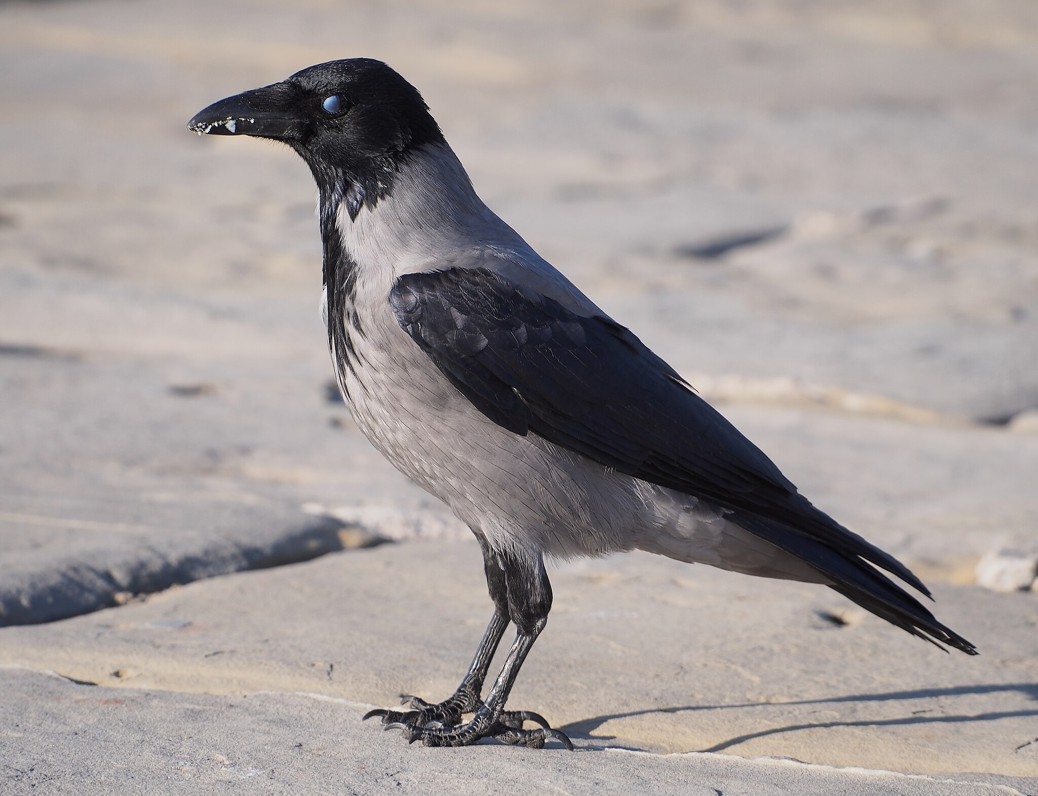Файл:Hooded crow (Corvus cornix) at Gulf of Trieste.jpg