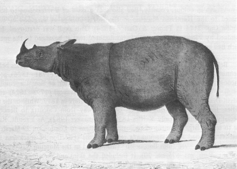 Файл:Dicerorhinus sumatrensis 1793.jpg
