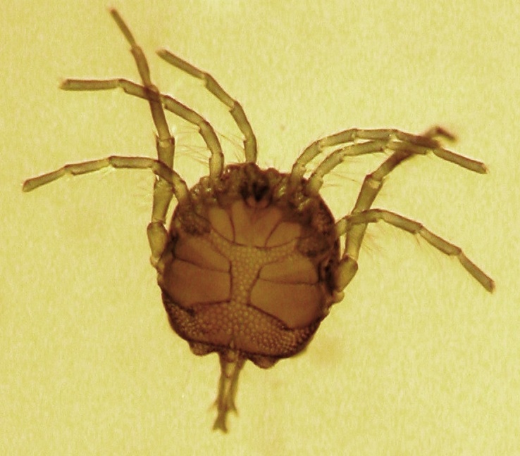 Arrenurus berolinensis (83x) Photo by Karin Didderen.jpg