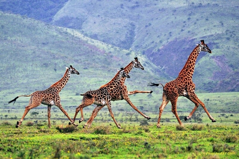 Giraffa 8.jpg