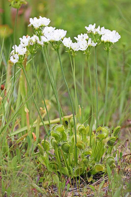 Файл:Dionaea muscipula 8.jpg