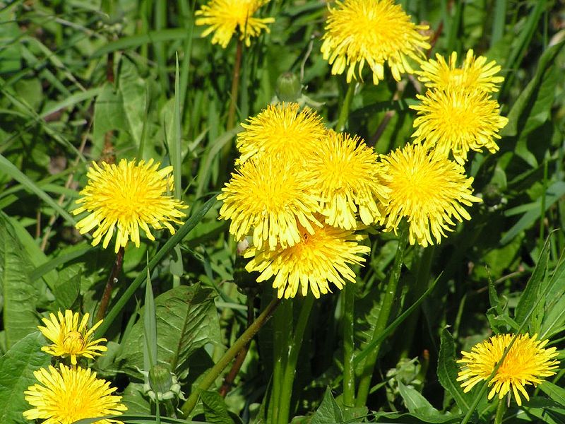 Файл:Taraxacum officinale flowering.jpg