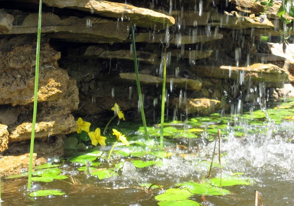Файл:Водные растения Дендрарий.jpg