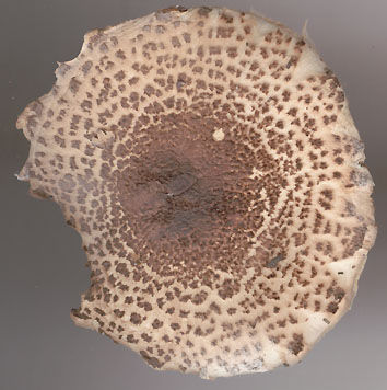 Cap of Lepiota brunneoincarnata.jpg
