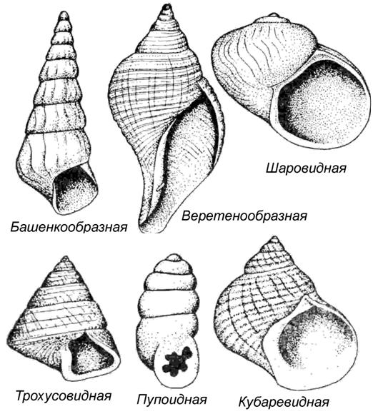 Файл:Gastropoda 1.jpg