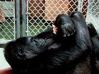 Koko (gorilla).jpg
