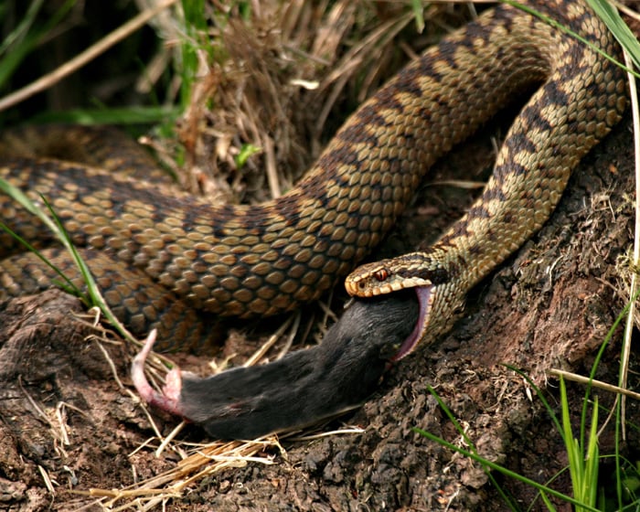 змеи беспозвоночные или позвоночные