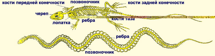 Шейный отдел пресмыкающихся состоит из. Скелет пресмыкающихся шейный отдел. Строение скелета рептилий. Опорно двигательная система рептилий 7 класс. Пресмыкающиеся строение позвоночника змеи.