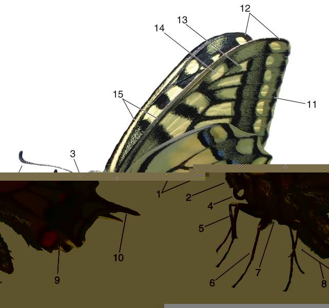 Файл:Lepidoptera 19.jpg
