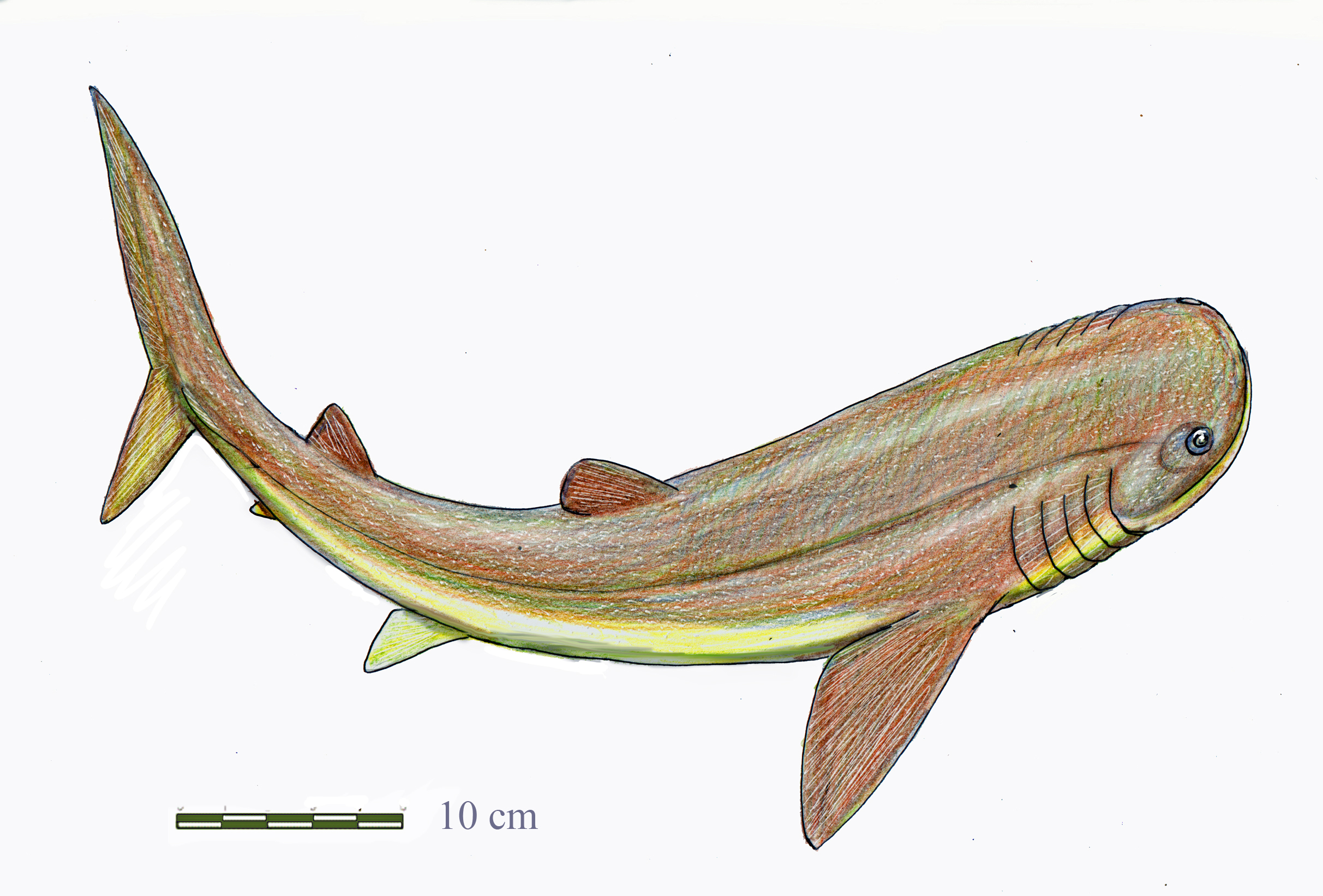 Gladbachus adentatus.jpg