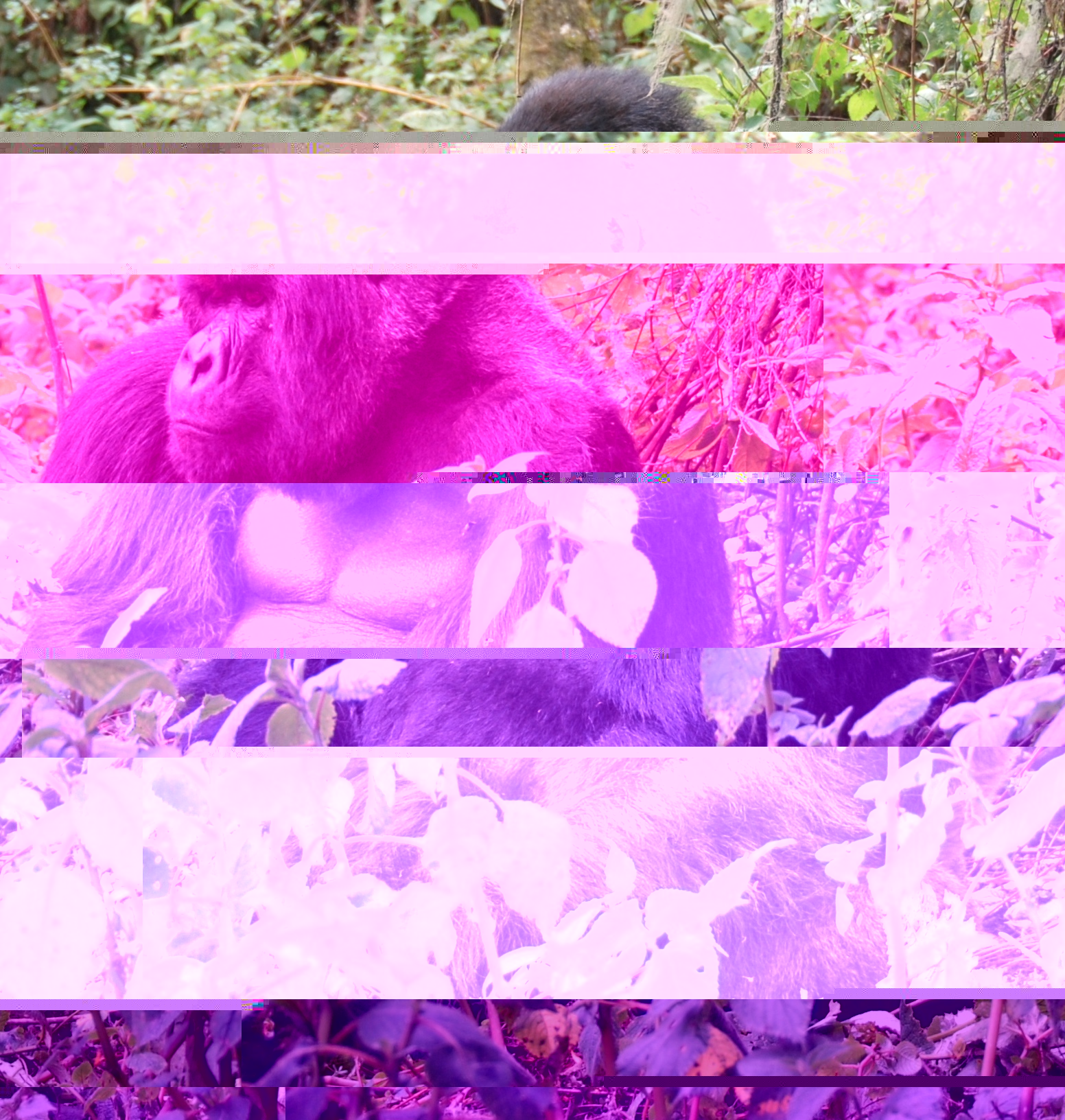 Файл:Susa group, mountain gorilla.jpg