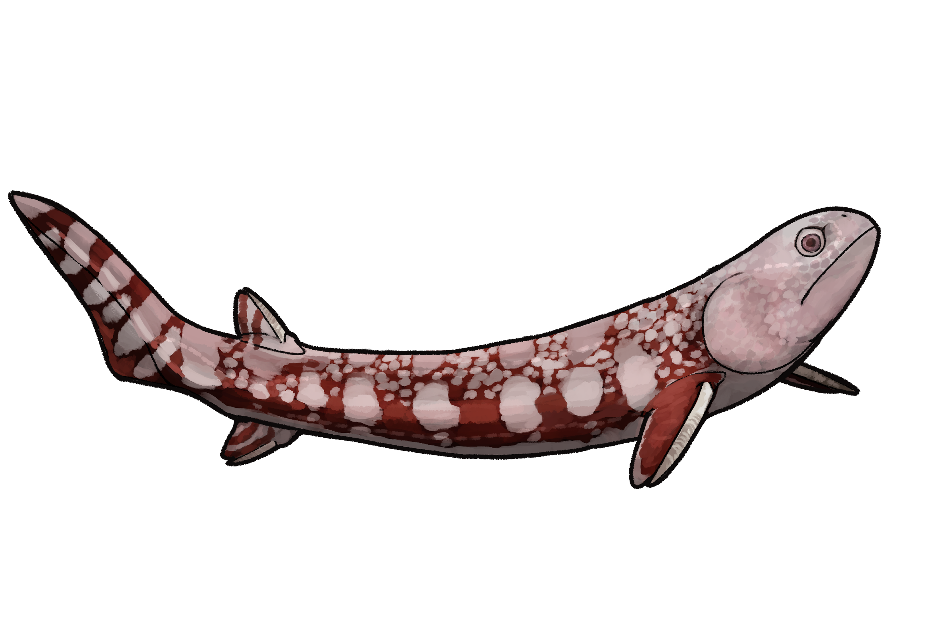 Pseudacanthodes pinnatus.png