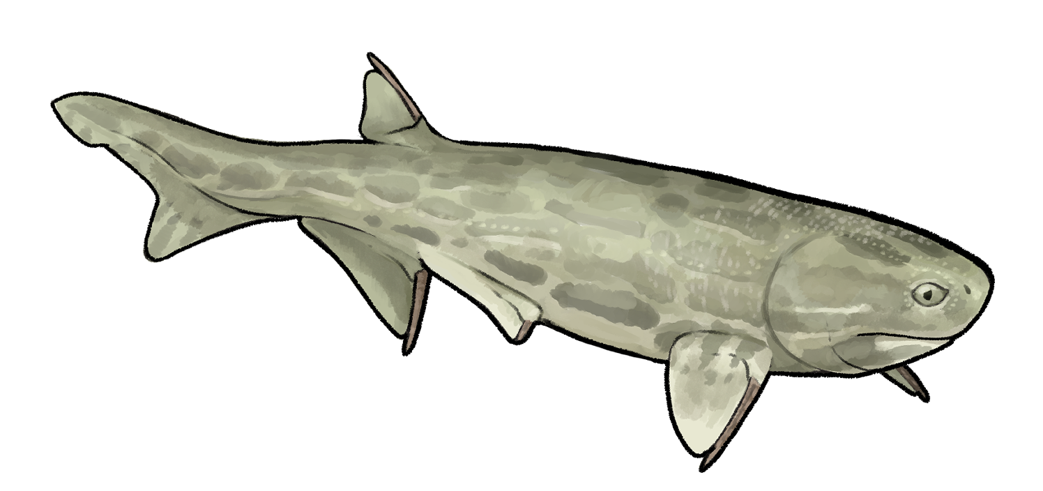 Acanthodes lopatini.png