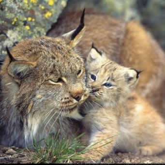 Lynx lynx 4.jpg
