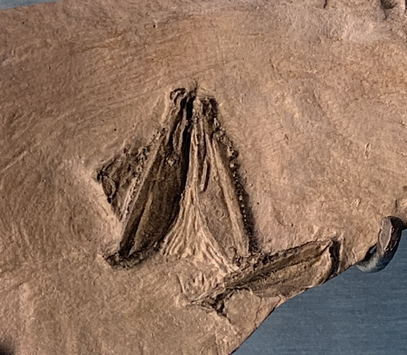 Erymnacanthus clivus jaw cast.jpg