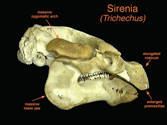 Файл:Trichechus manatus skull.jpg