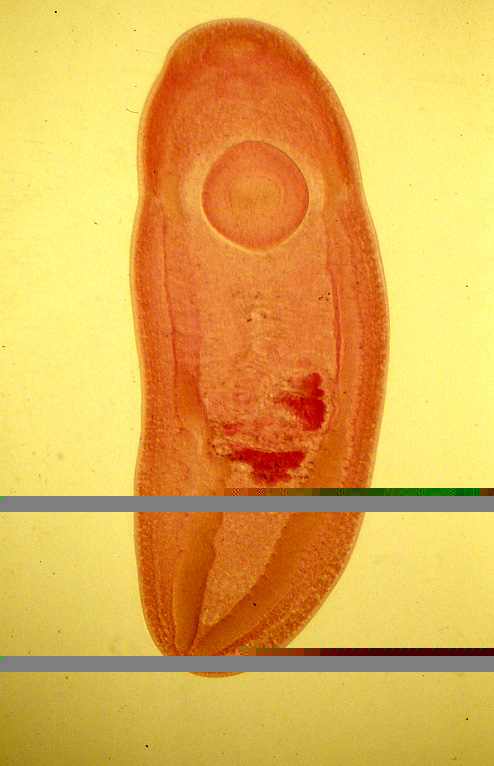 Clinostomum-complanatumMc.jpg