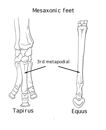 Файл:Mesaxonic feet in tapirus and equus.jpg
