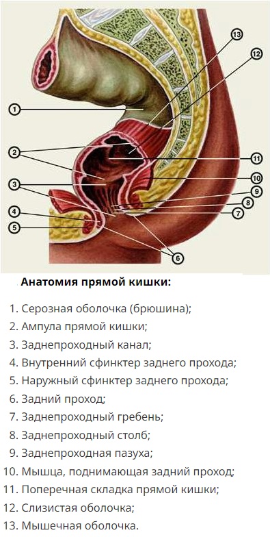 Анатомия прямой кишки.jpg