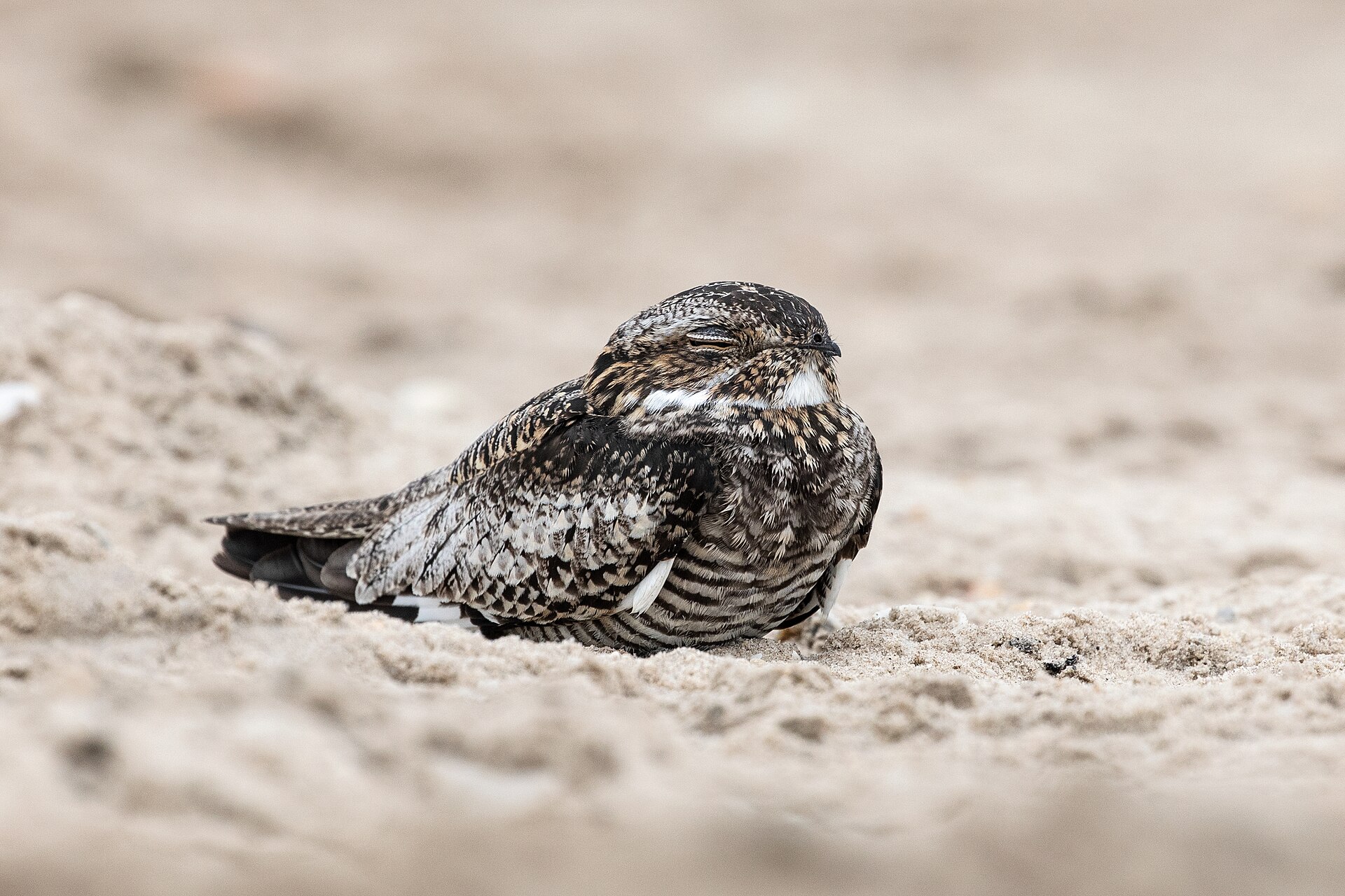 Lesser Nighthawk Sleeping SPI.jpg