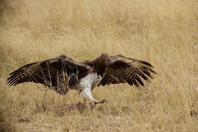Serengeti National Park 04 - Polemaetus bellicosus - martial eagle.jpg
